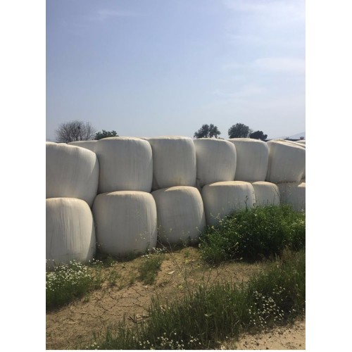 3-Mısır Silajı aylık 10.000 ton tedarik etme yeteneği 1. sınıf - 2. sınıf